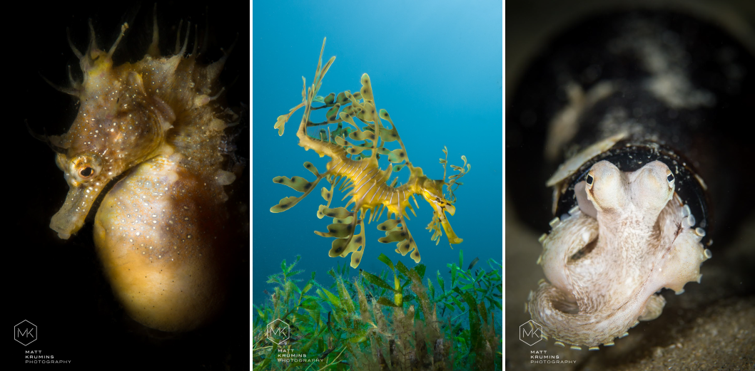 Underwater critters in their environment
