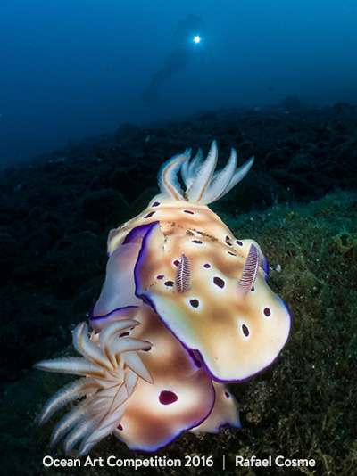 1st nudibranchs oa16 rafael cosme