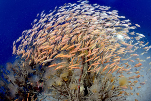 Trumpetfish and Snipefishes