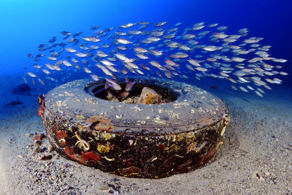 Trumpetfish and Snipefishes near a wheel