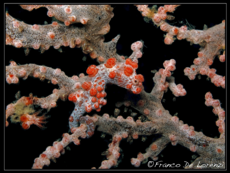 Pigmy seahorse in Lembeh Strait