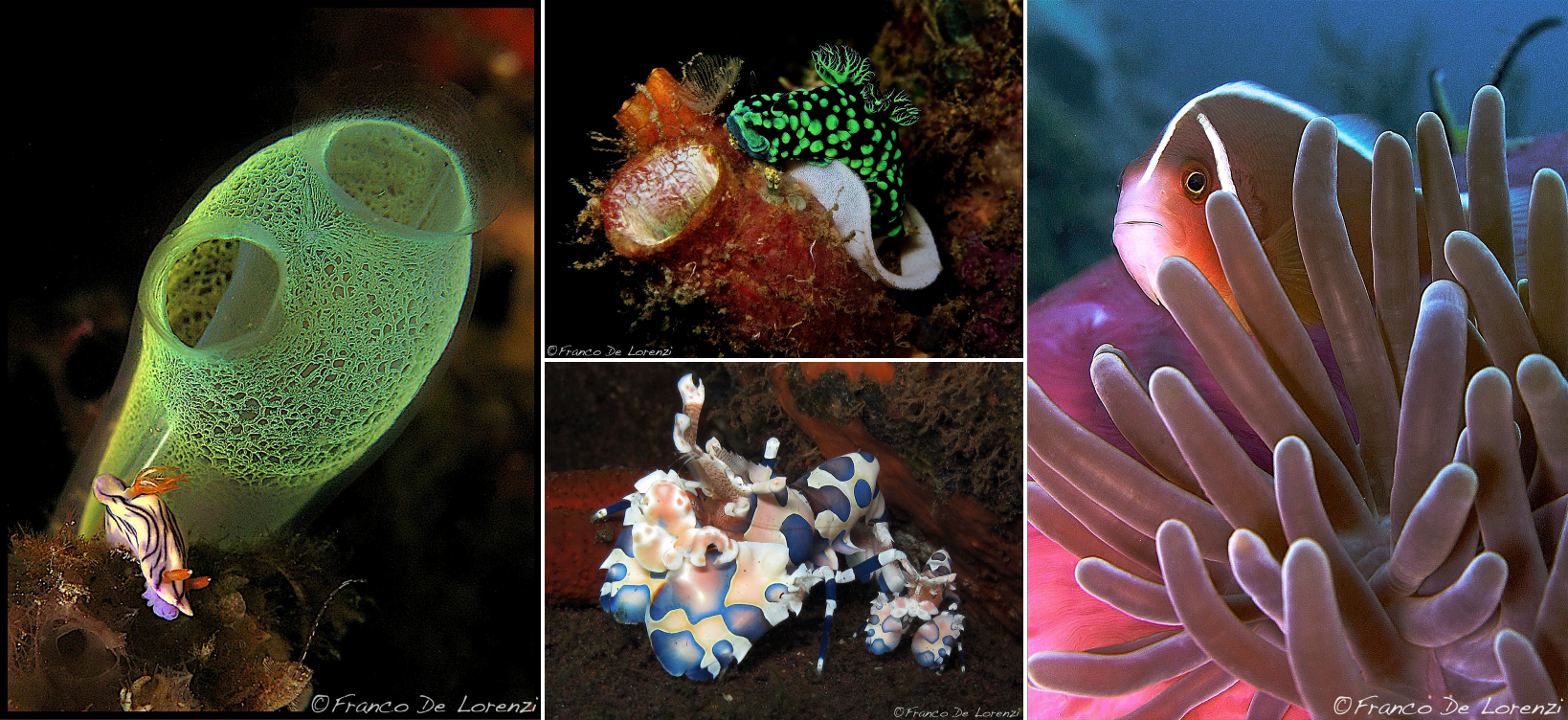 Biodiversity concentration in Lembeh Strait