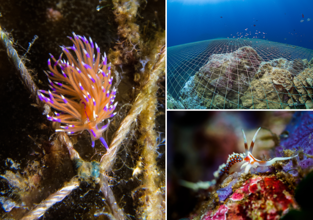 Nudibranch and nets in Samran Pinnacle - Gulf of Thailand