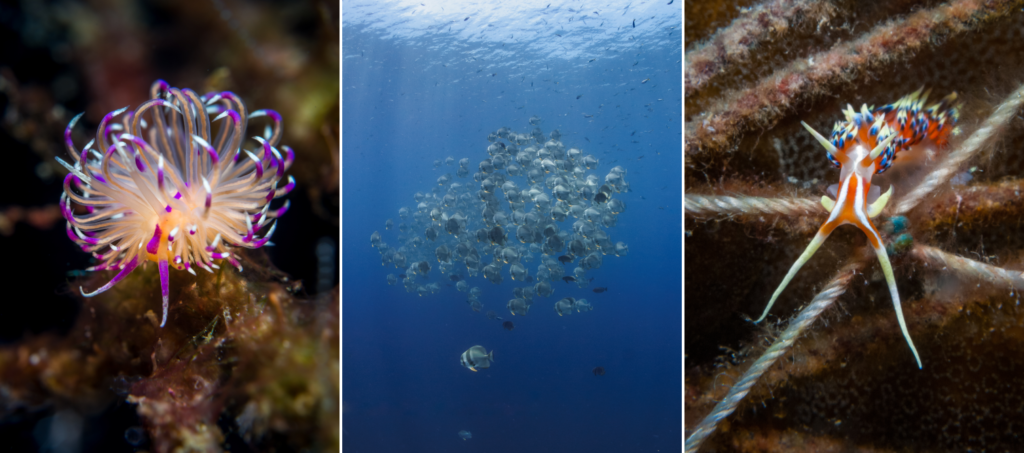 Critters in Samran Pinnacle - Gulf of Thailand