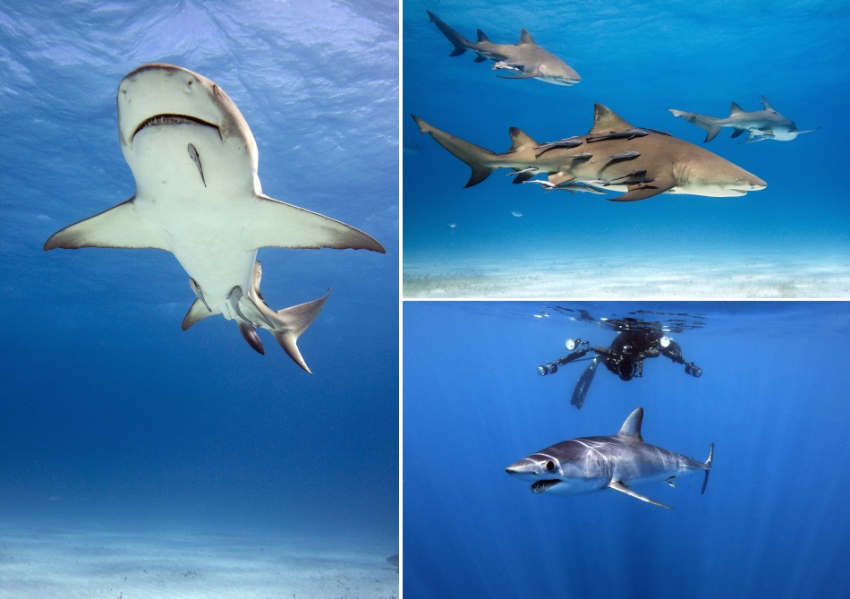 Some species of sharks threatened because of their fins
