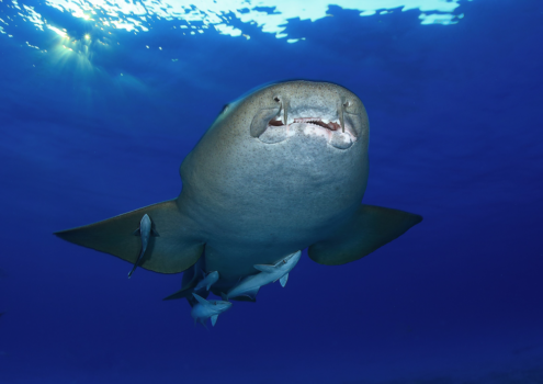 Whale shark in Tiger Beach Bahamas