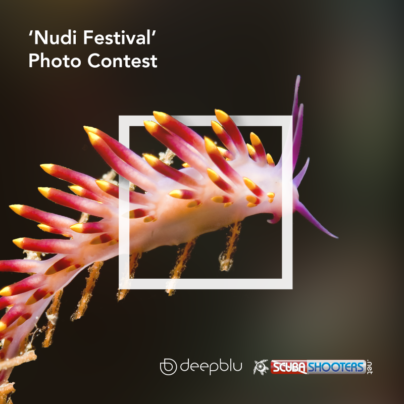 Deepblu nudibranch contest 2017