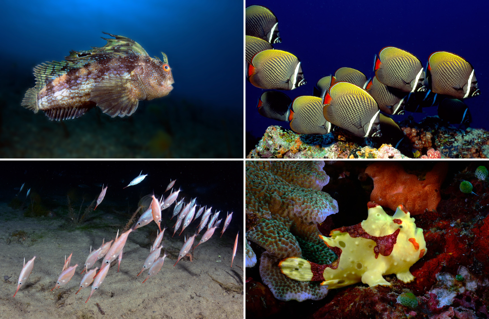 Different type of  fish shape and fins
