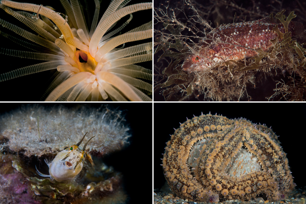 Underwater critters in Mediterranean Sea