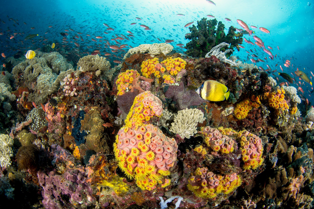 Underwater Philippines Panorama