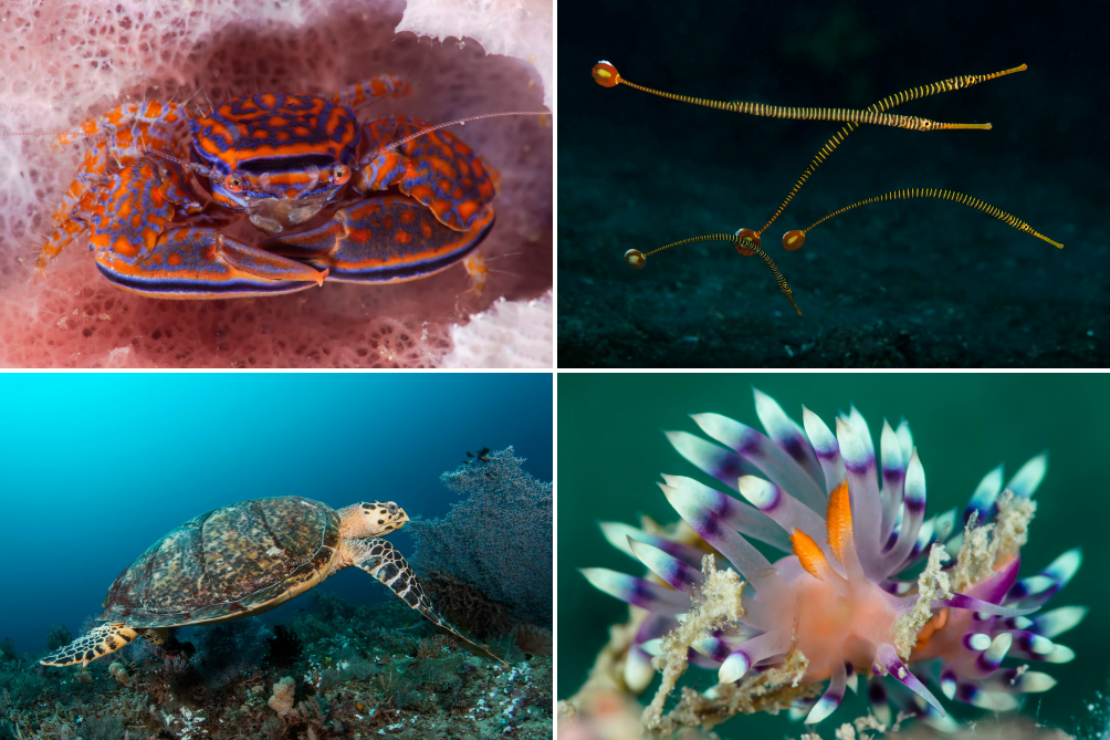 Fabolous critters in Philippines, the paradise of macro photography