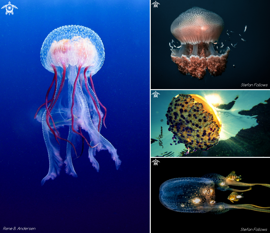 Different types of jellyfish