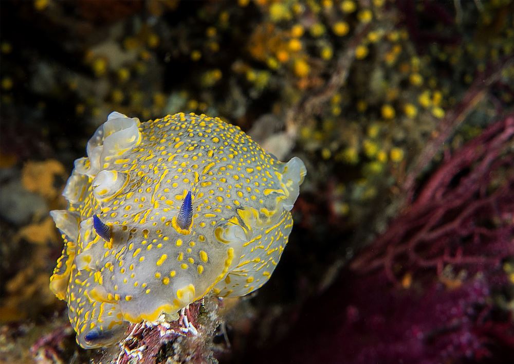 nudibranch felimare picta