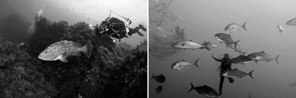 Underwater photography and thecnical diving in Ustica sea