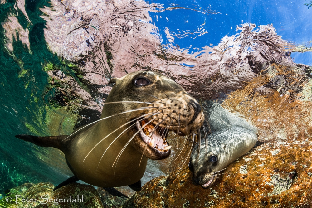 16 th CMASWorld competition Close up Seal winner