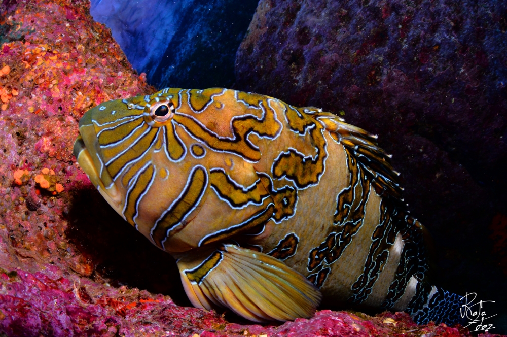 Giant hawkfish by Rafael Fernandez Cabrello