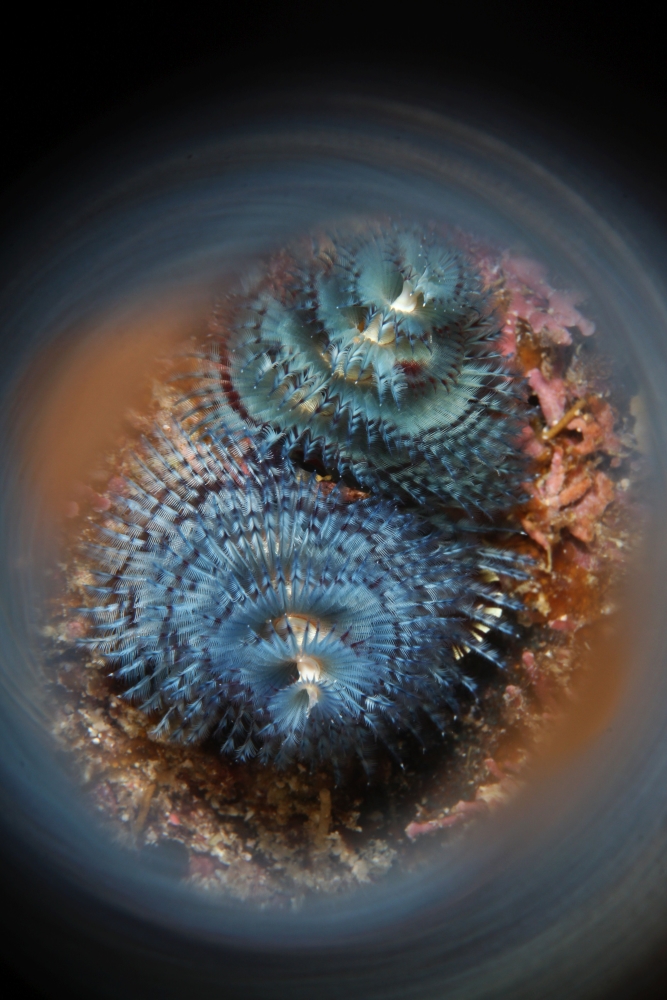 16 th CMASWorld competition Macro winner