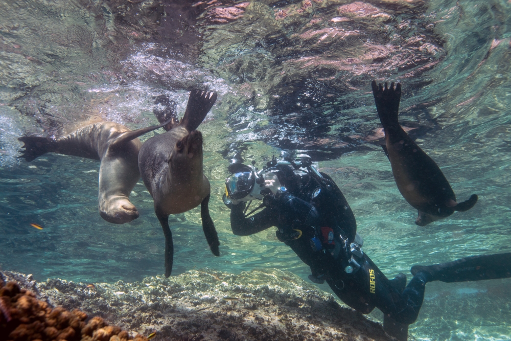sea lions in los islotes mexico