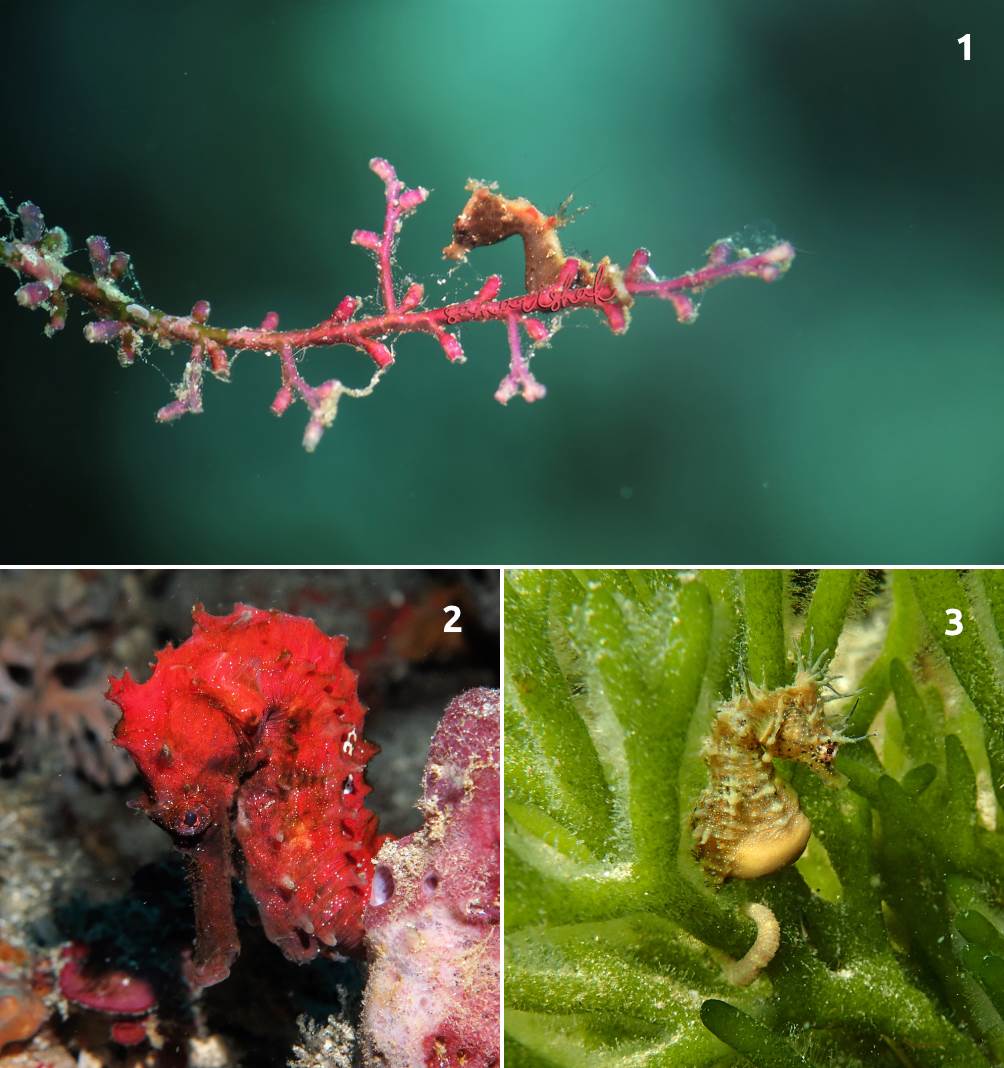 seahorse species