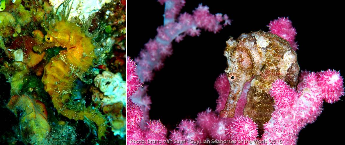 Seahorses species