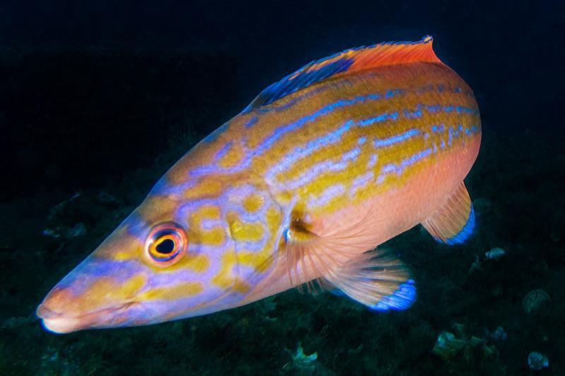 Cuckoo Wrasse - blue circle around the eye