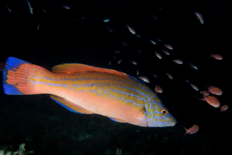 Cuckoo Wrasse and Anthias