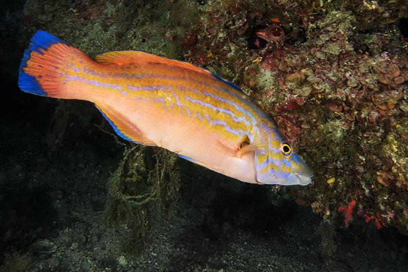 Colors and physiognomy of the dominant male of Cuckoo Wrasse