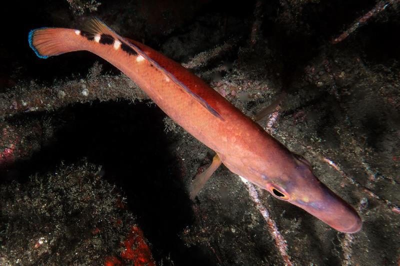 Shy female of Cuckoo Wrasse