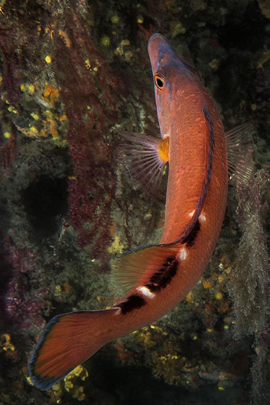 Female of Cuckoo Wrasse detail