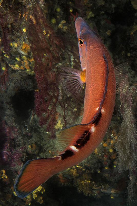 Female of Cuckoo Wrasse detail