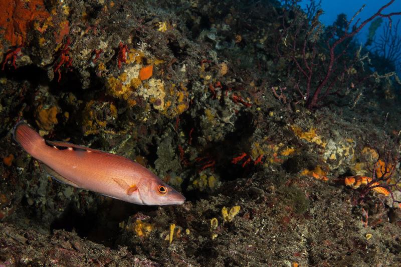 Cuckoo Wrasse typical habitat