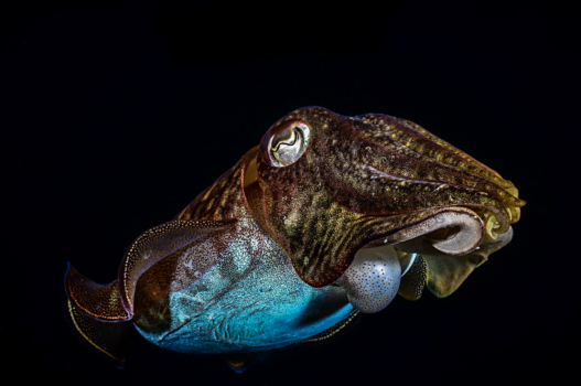 cuttlefish