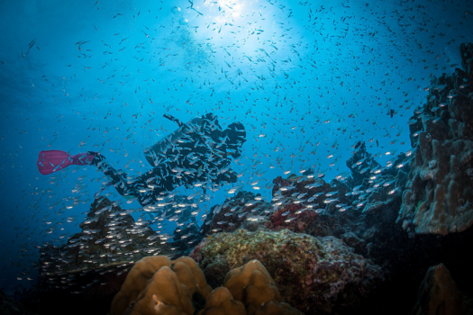 Diving in Similan Islands Thailand