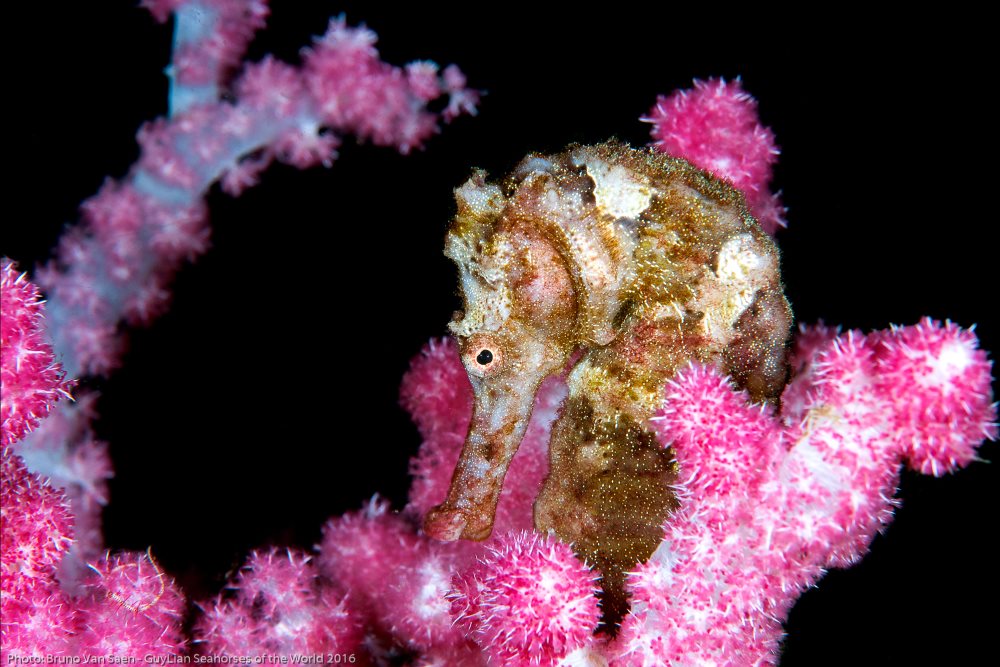 Spotted seahorse (H. kuda)
