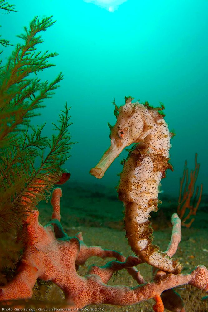 Hedgehog Seahorse (H. spinosissimus)