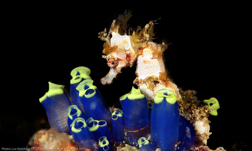 Hedgehog seahorse (H. spinosissimus)