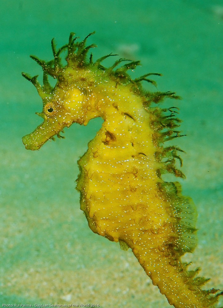 Long-snouted seahorse (H. guttulatus)